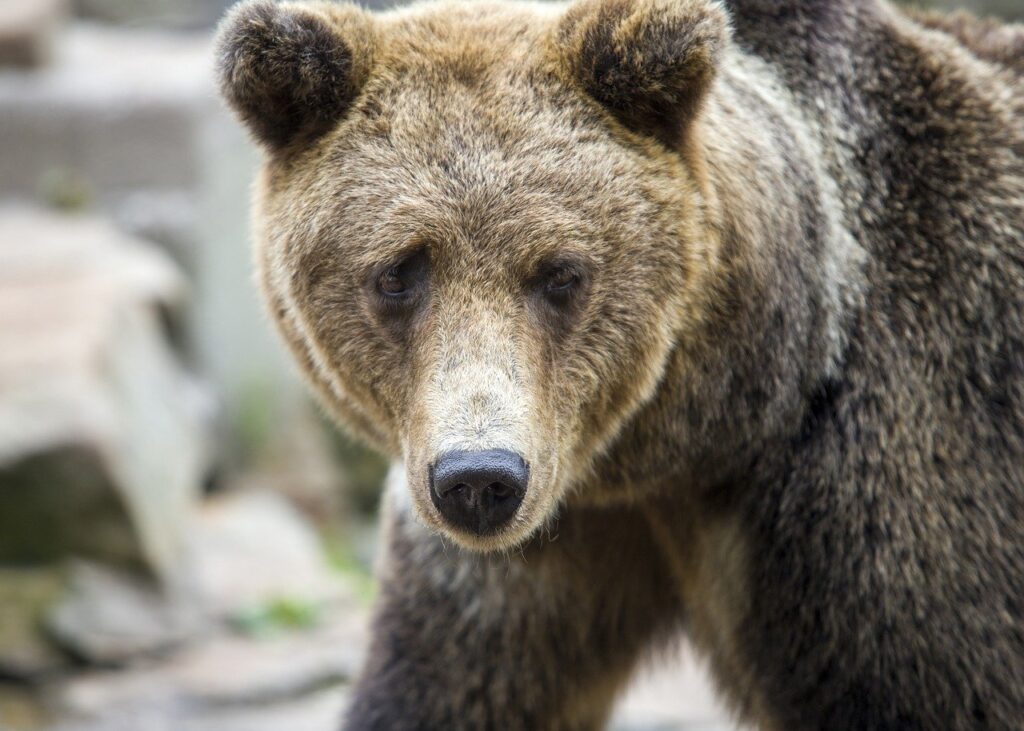 the lost hero series in order