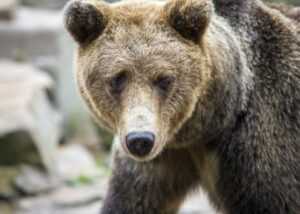 the lost hero series in order