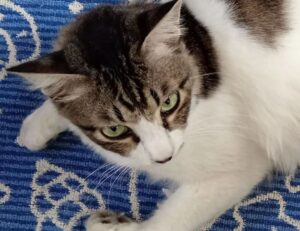 befitgametek gaming updates from befitnatic