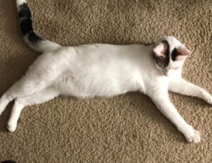 best upgrades jogamesole