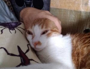 bfncreviews online reviews by befitnatic