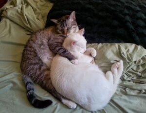 can i play online togamesticky