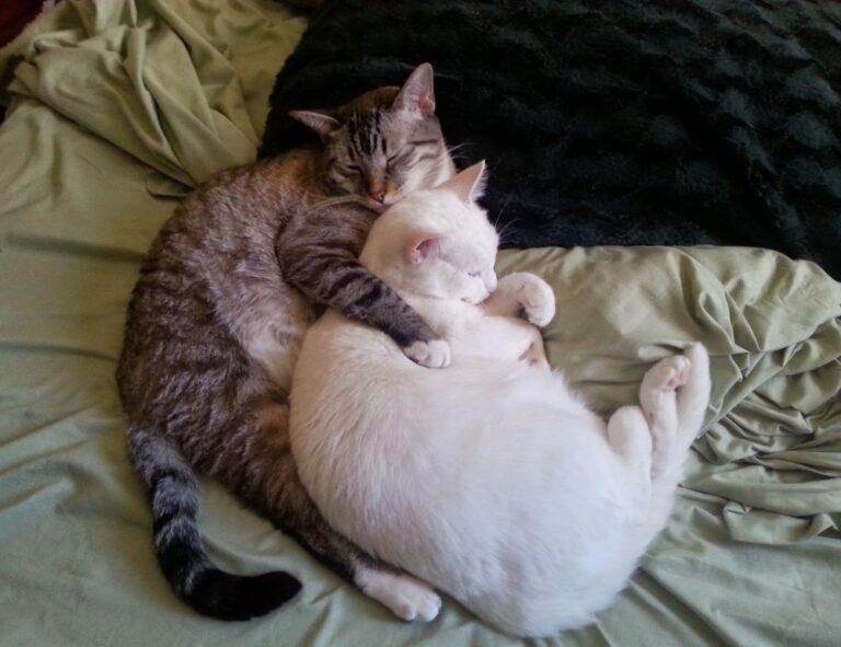 can i play online togamesticky