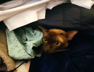 can i play online togamesticky