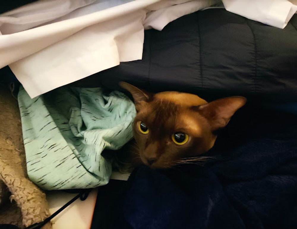 can i play online togamesticky