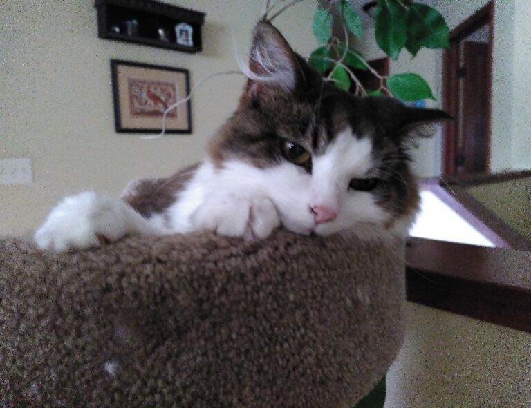 can i play online togamesticky