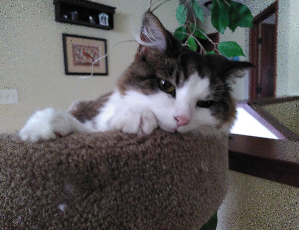 can i play online togamesticky