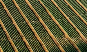 can i play online togamesticky