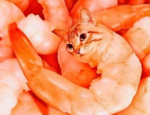 console news tportulator