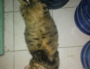 consoles video games togamesticky