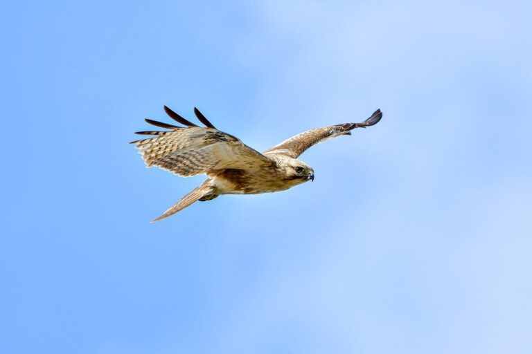 etsjavaapp new version