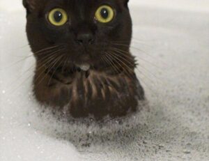 etsjavaapp release date