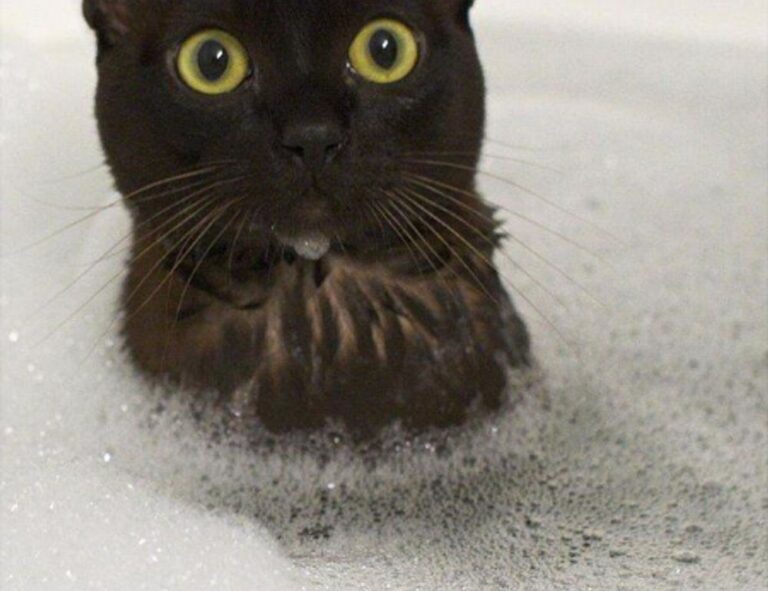 etsjavaapp release date