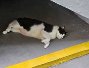 etsjavaapp release date by etruesports