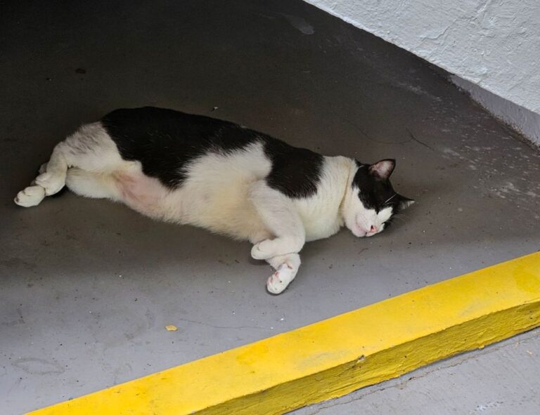 etsjavaapp release date by etruesports