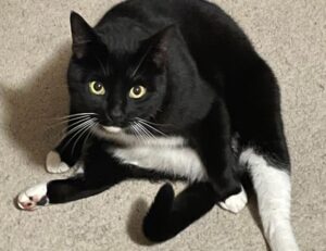 first person online hstatsarcade