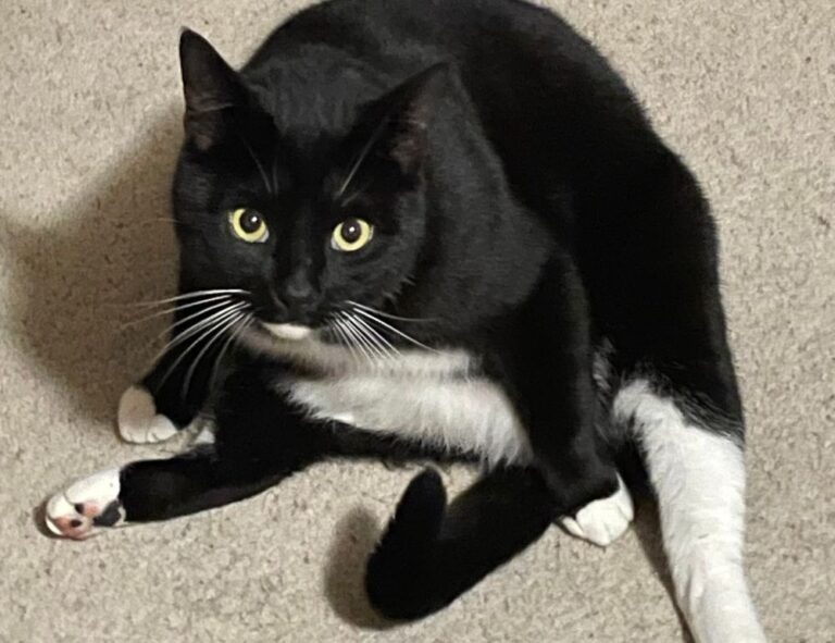 first person online hstatsarcade