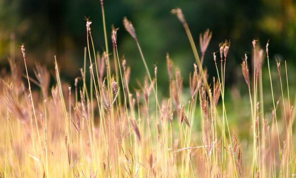 game event under growthgameline