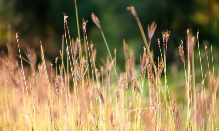 game event under growthgameline