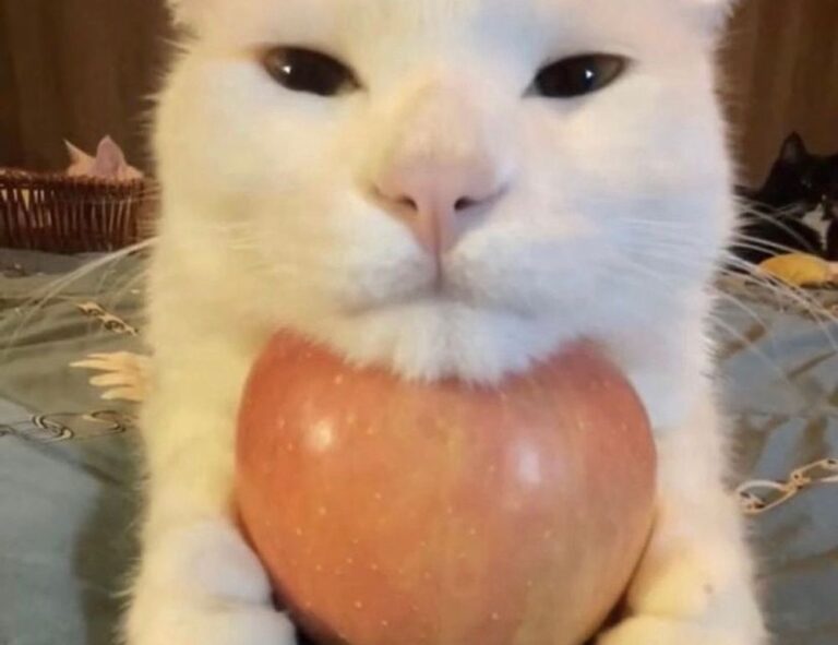 gamestick togamesticky