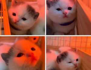 gamestick togamesticky