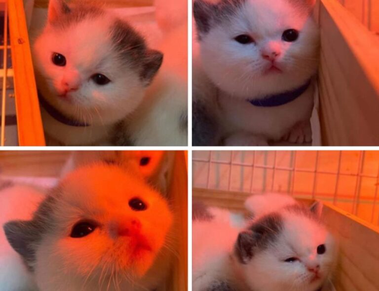 gamestick togamesticky