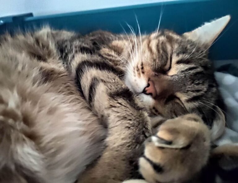 gaming gear scookiegear