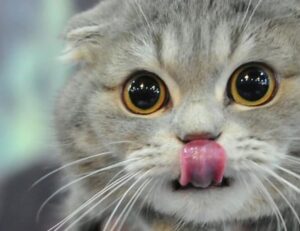 gaming guide togamesticky