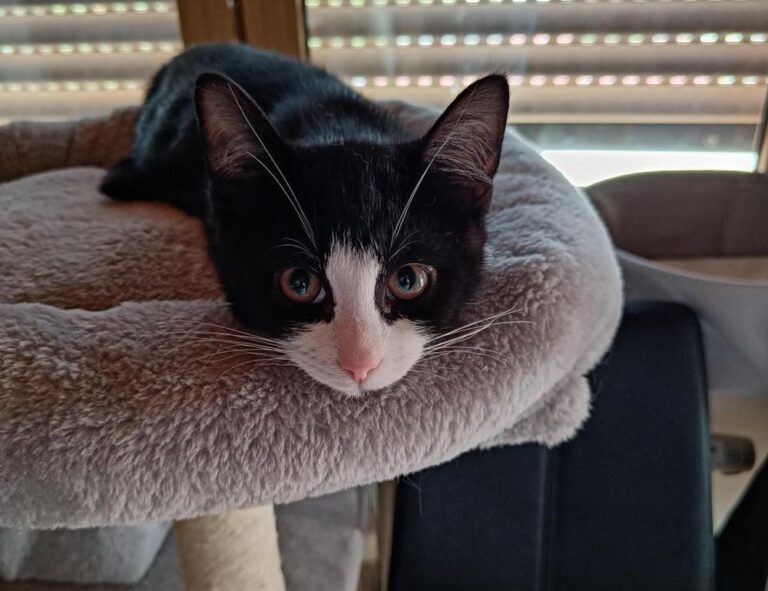 gaming guide togamesticky