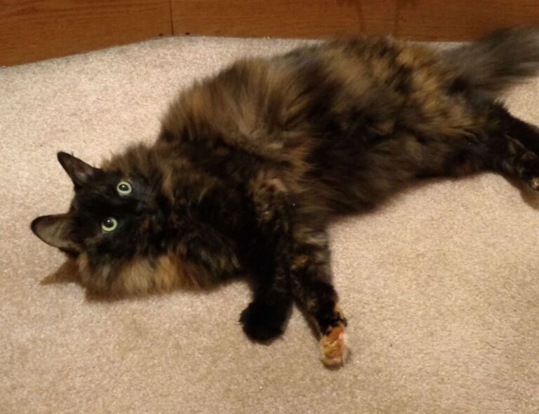 gaming tutorials thehakegeeks