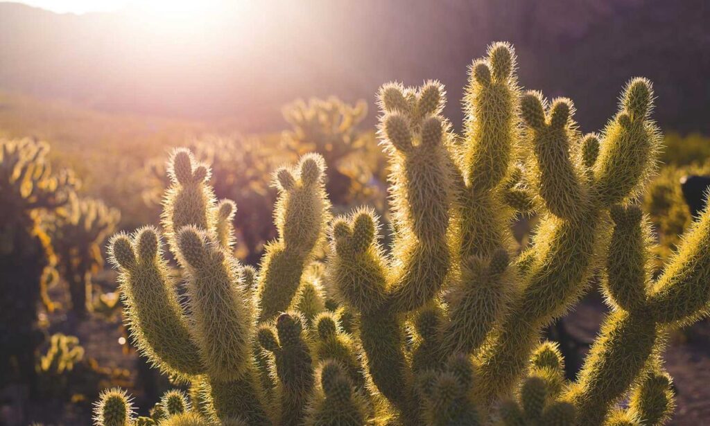 gaming updates scookiegear