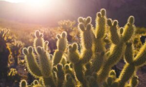 gaming updates scookiegear