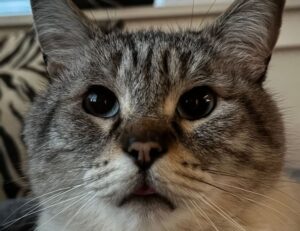 gmrrmulator latest upgrades from gamerawr