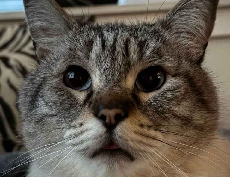 gmrrmulator latest upgrades from gamerawr