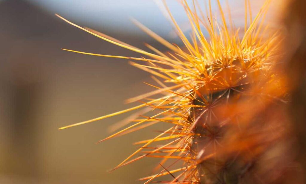 guides release date tportgametek