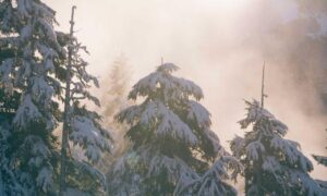 how many players can play online bfncplayer