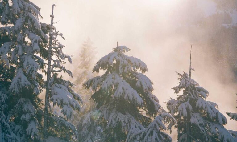 how many players can play online bfncplayer