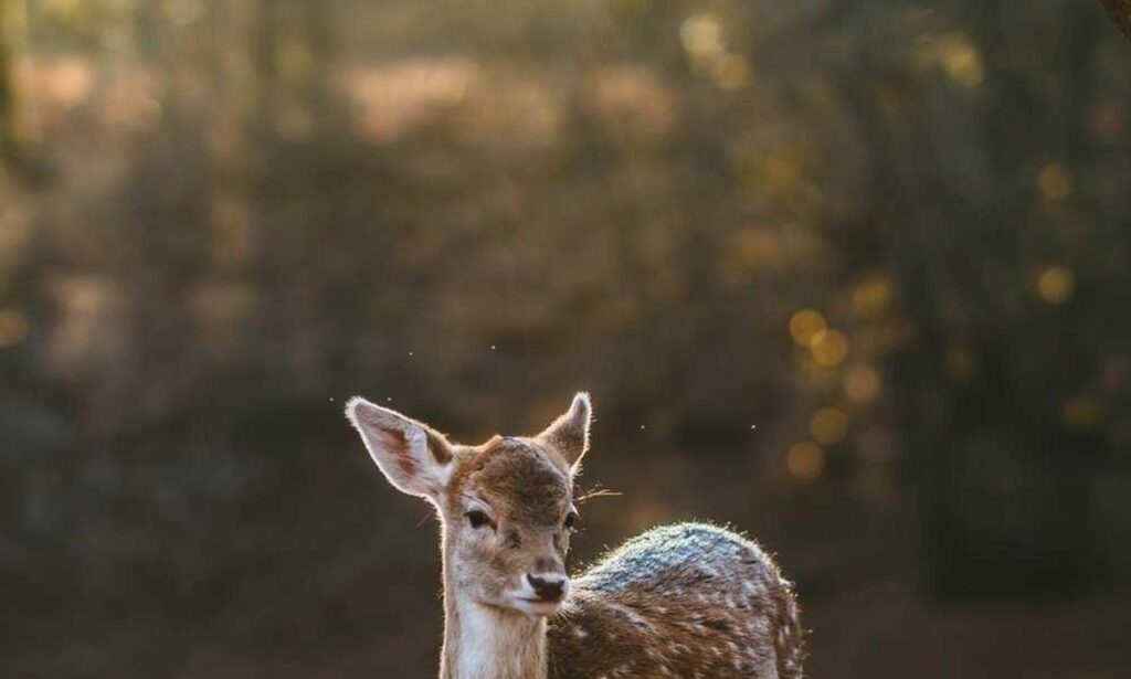 how to connect to pblgamevent