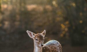 how to connect to pblgamevent