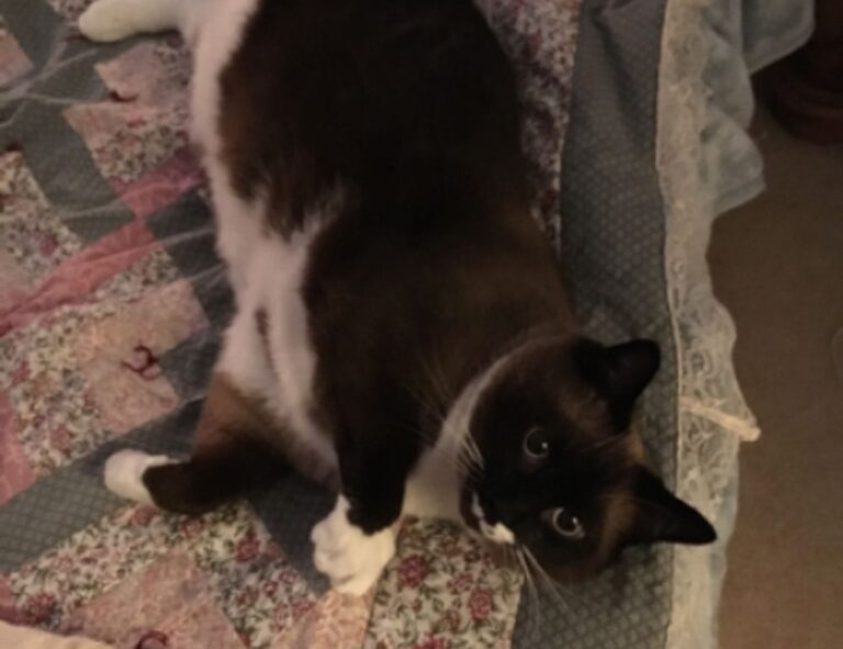 how to download games togamesticky