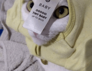 how to download games togamesticky