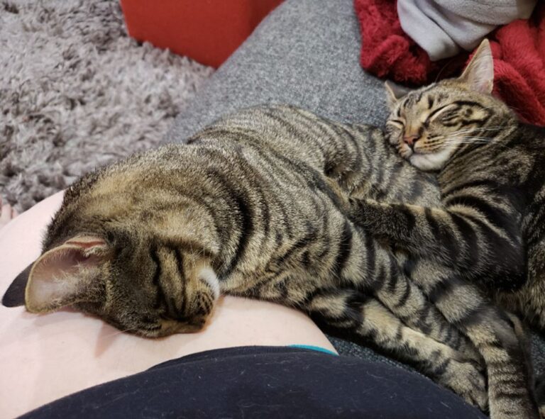 how to install scookiepad