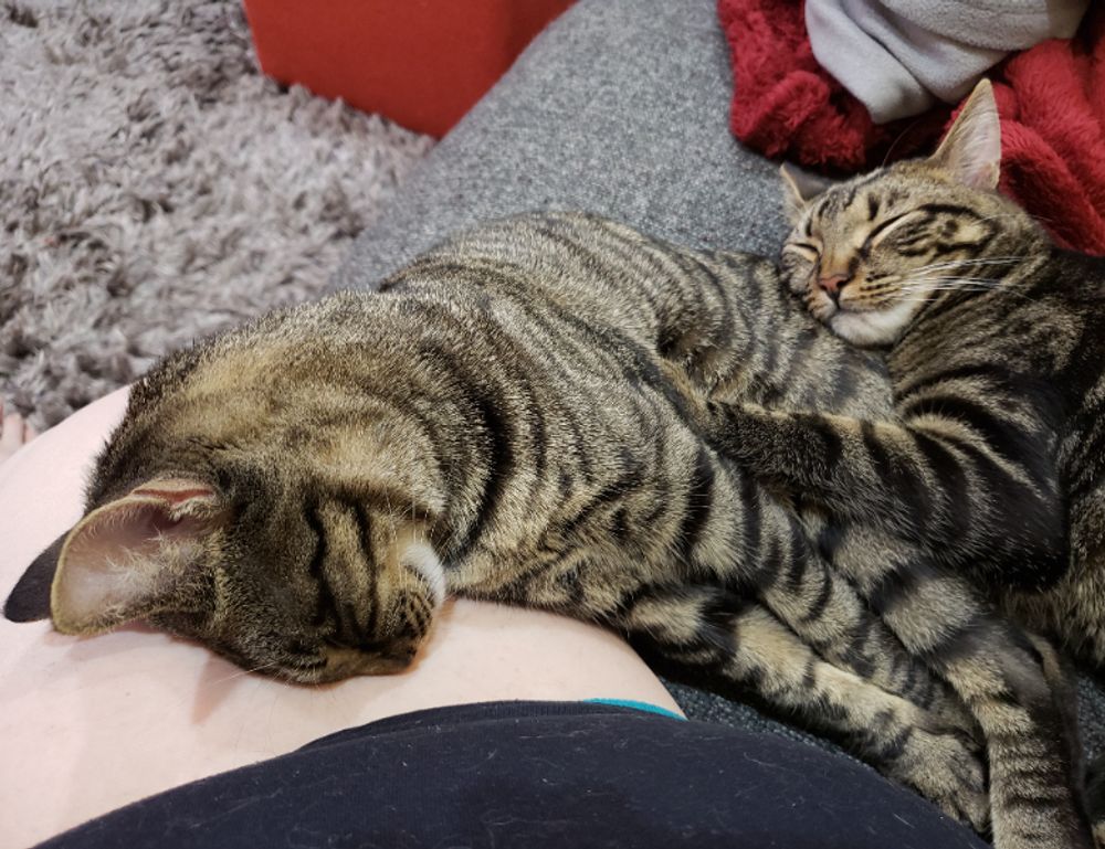 how to install scookiepad