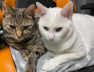 how to install updates scookiepad