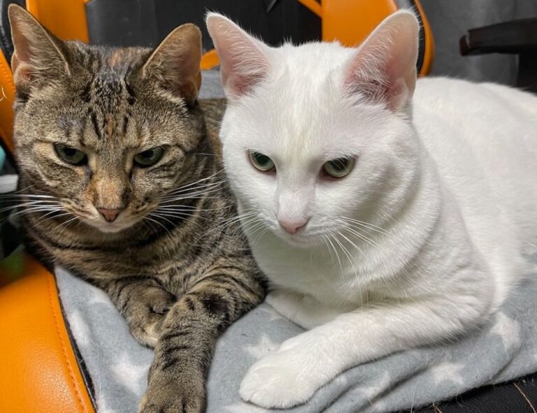 how to install updates scookiepad