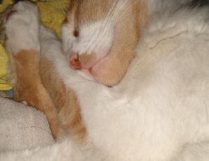 how to register tportvent