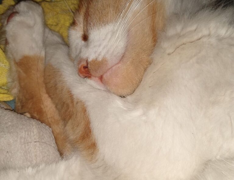 how to register tportvent