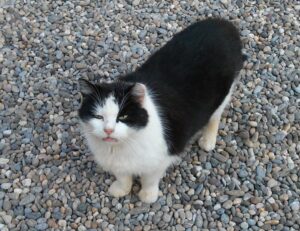 how to set up pblemulator