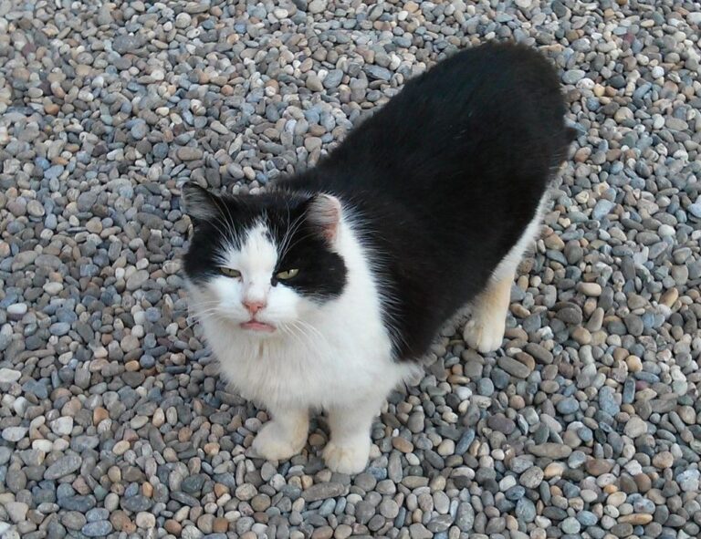 how to set up pblemulator