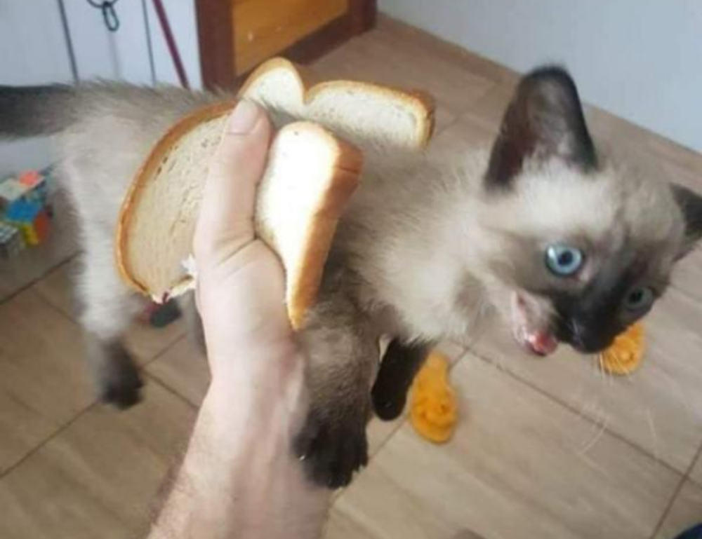 how to update pblemulator